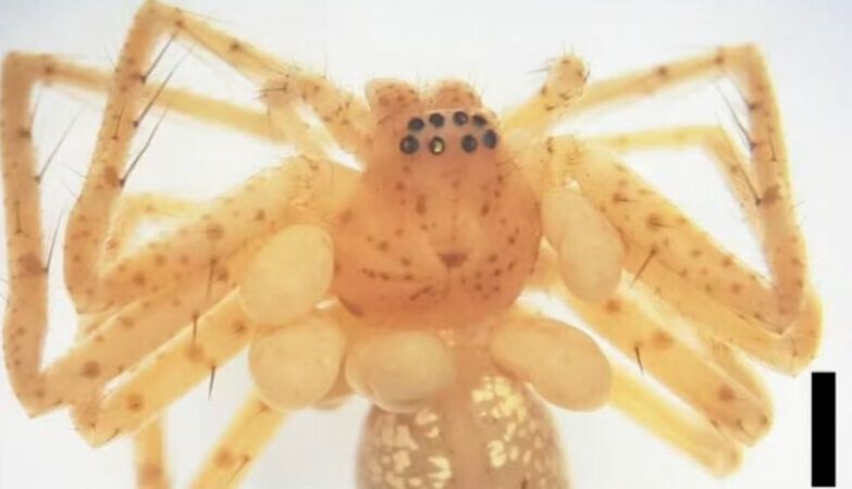 Brazilians discover young spider with a frightening “pearl necklace”