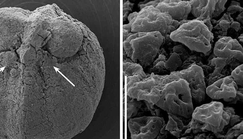 Portuguese discovery reveals flowering plants 87 million years old