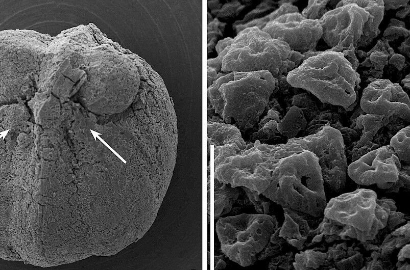 Portuguese discovery reveals flowering plants 87 million years old