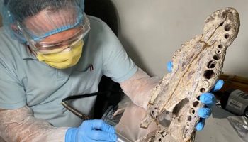 Crocodiles have achieved incredible feats. They were later exterminated by humans