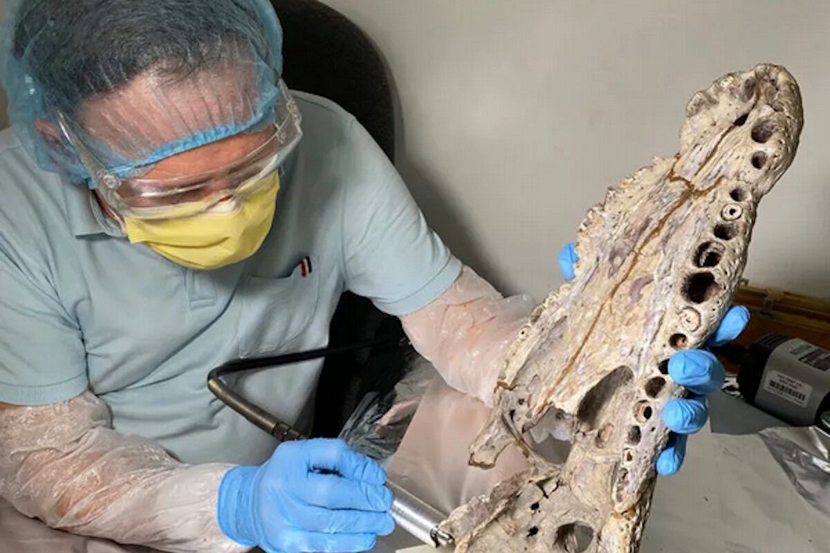 Crocodiles have achieved incredible feats. They were later exterminated by humans