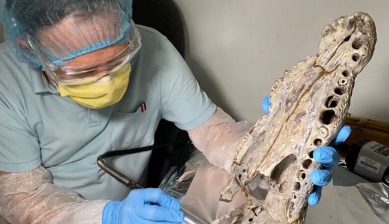 Crocodiles have achieved incredible feats. They were later exterminated by humans