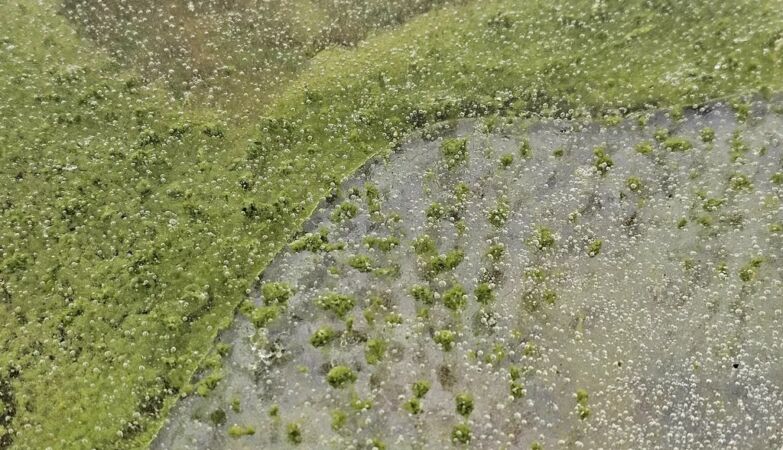 Toxic algae turned an icy lake emerald green