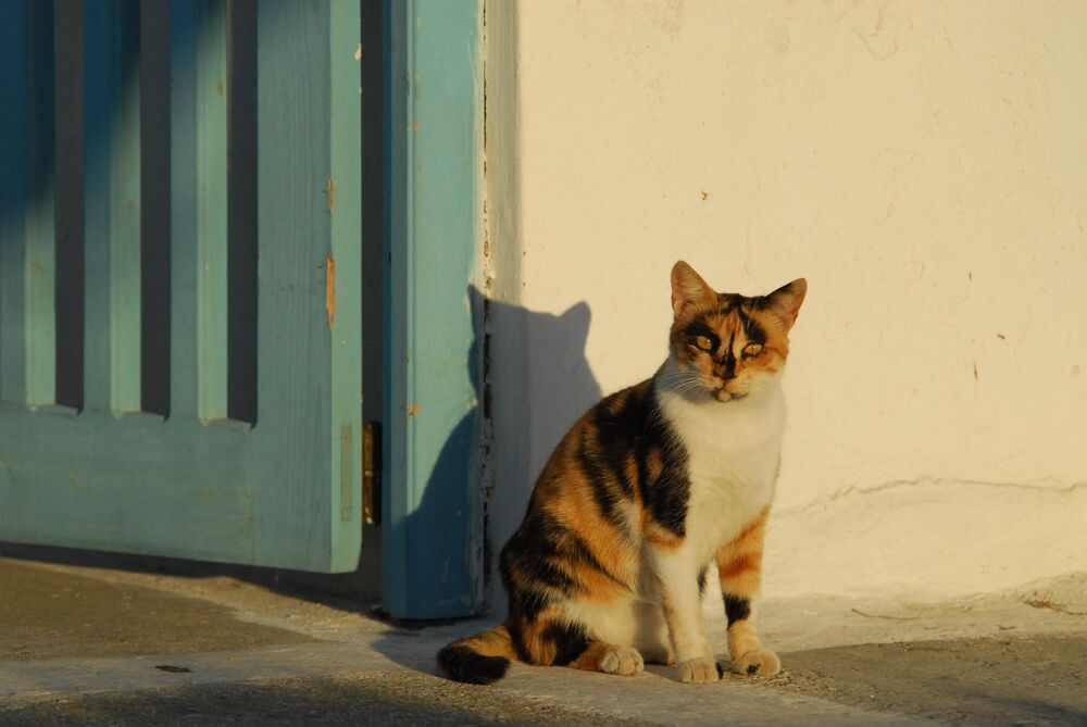 Greek island offers summer accommodation to those who care for their cats