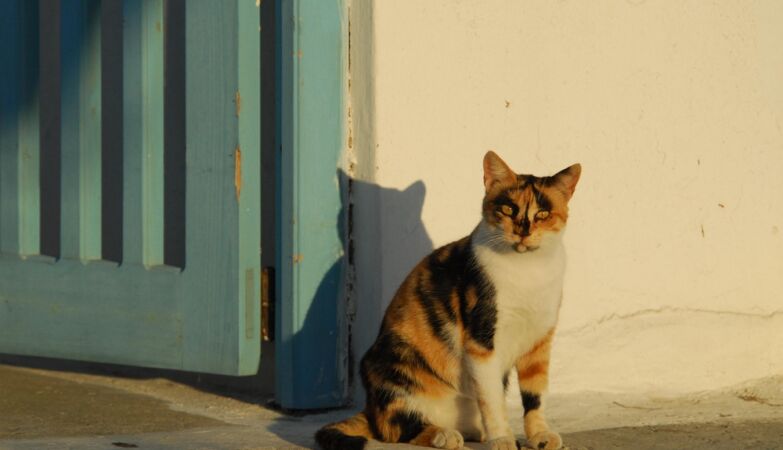 Greek island offers summer accommodation to those who care for their cats