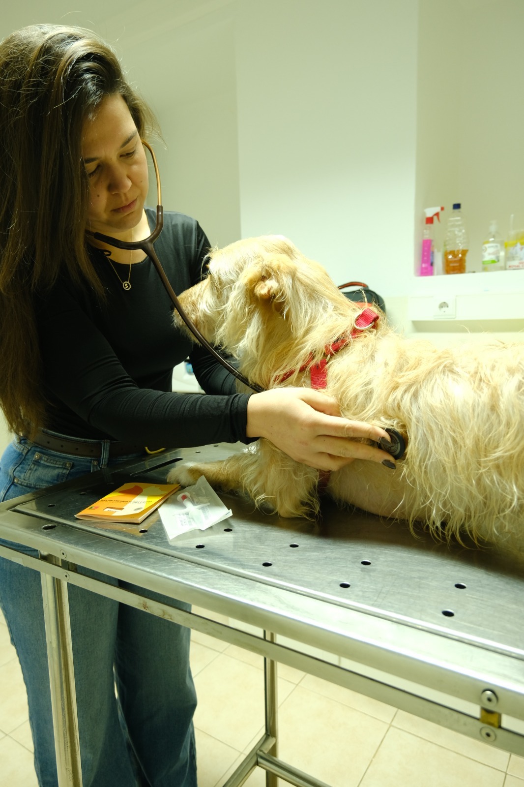 São Brás de Alportel reinforces animal health and well-being