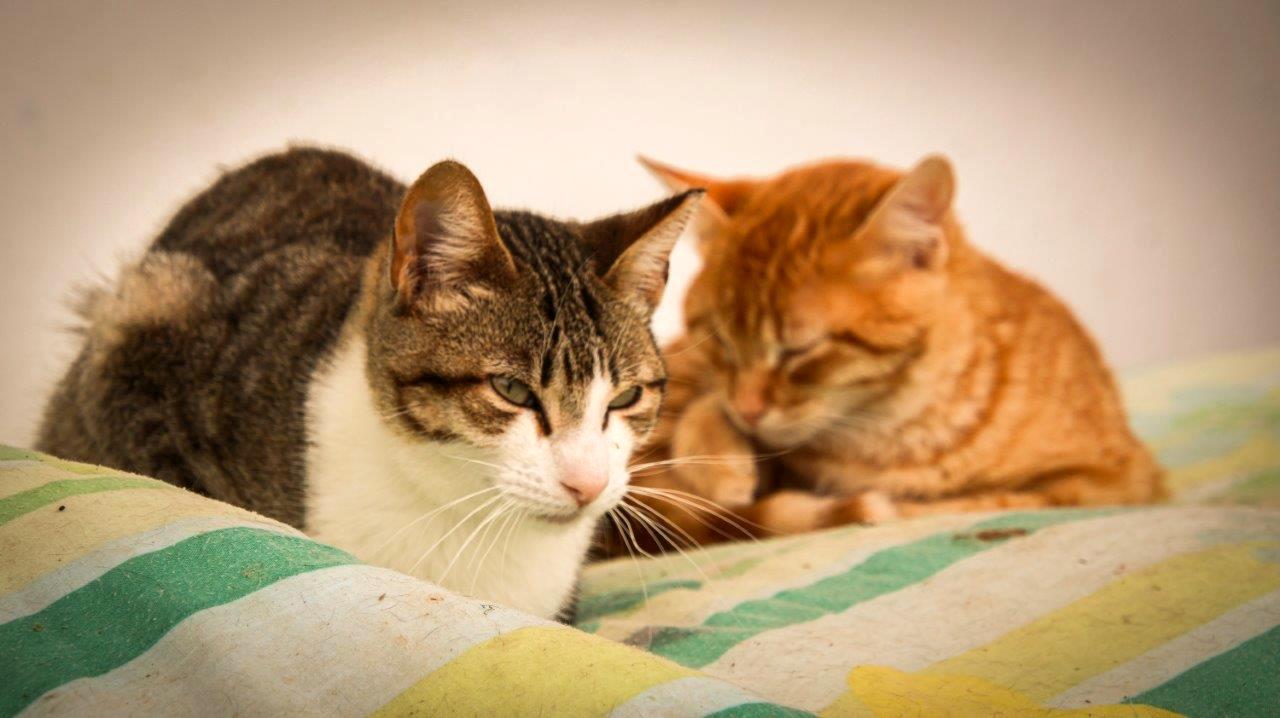 Animal welfare with new strategy in VRSA and Castro Marim