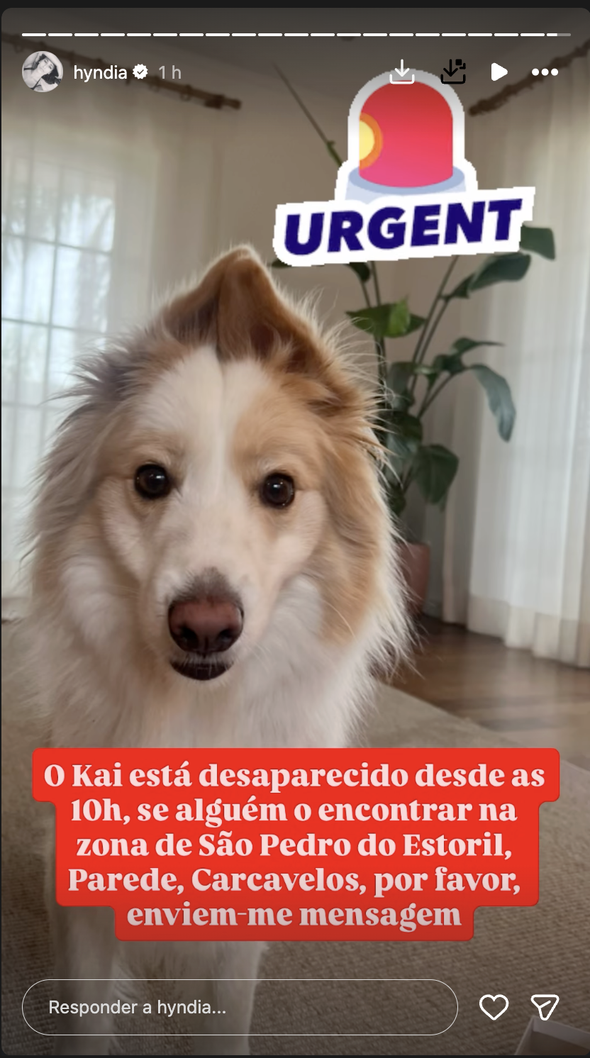 Rita Pereira launches an “urgent” appeal to find her dog: “He has been missing since 10 am…”