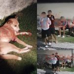 SC Police confirm another caramel dog on the list of mistreatment in Praia Brava