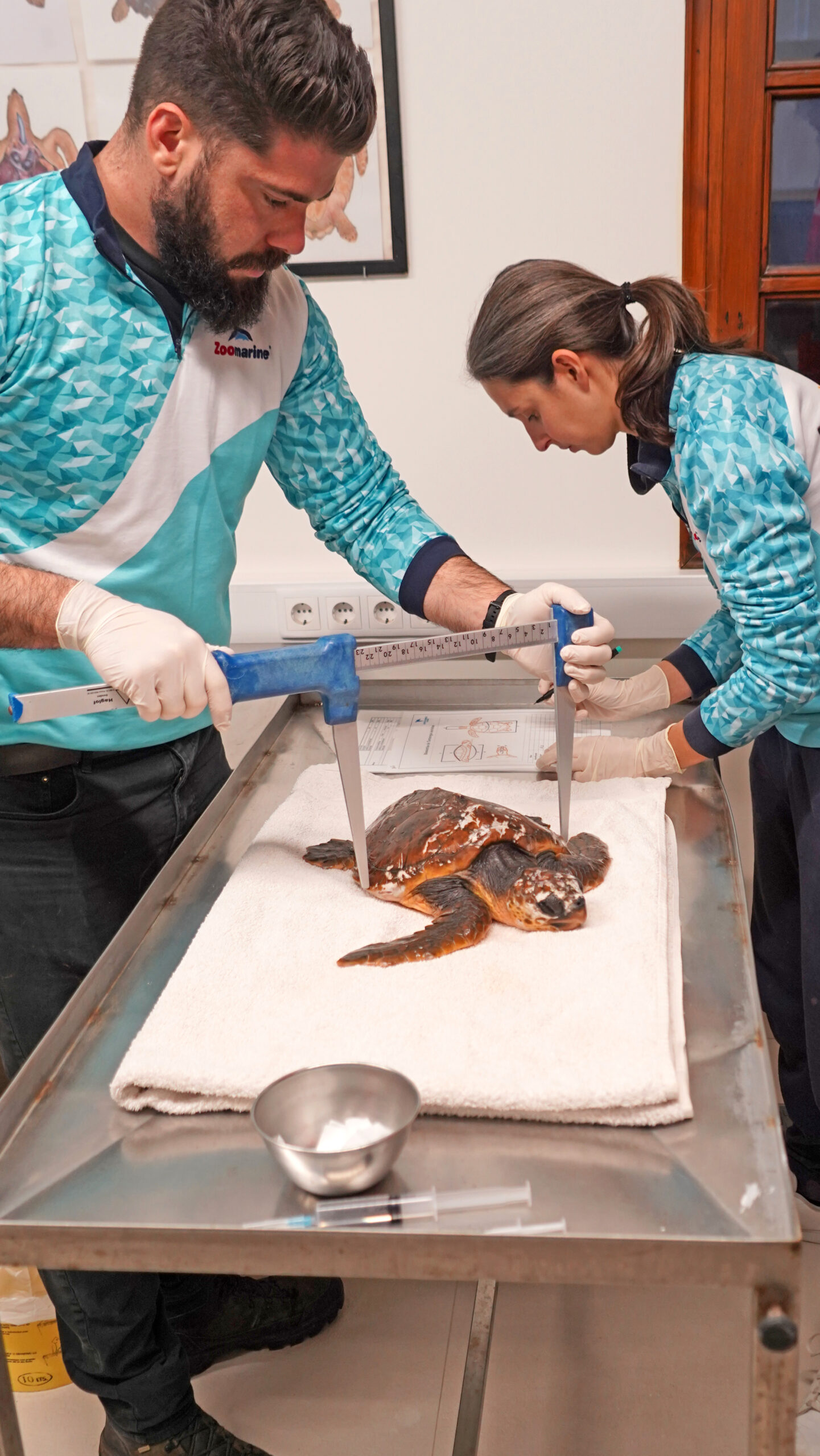 Turtle was found stranded on Praia da Mareta and is recovering at Zoomarine