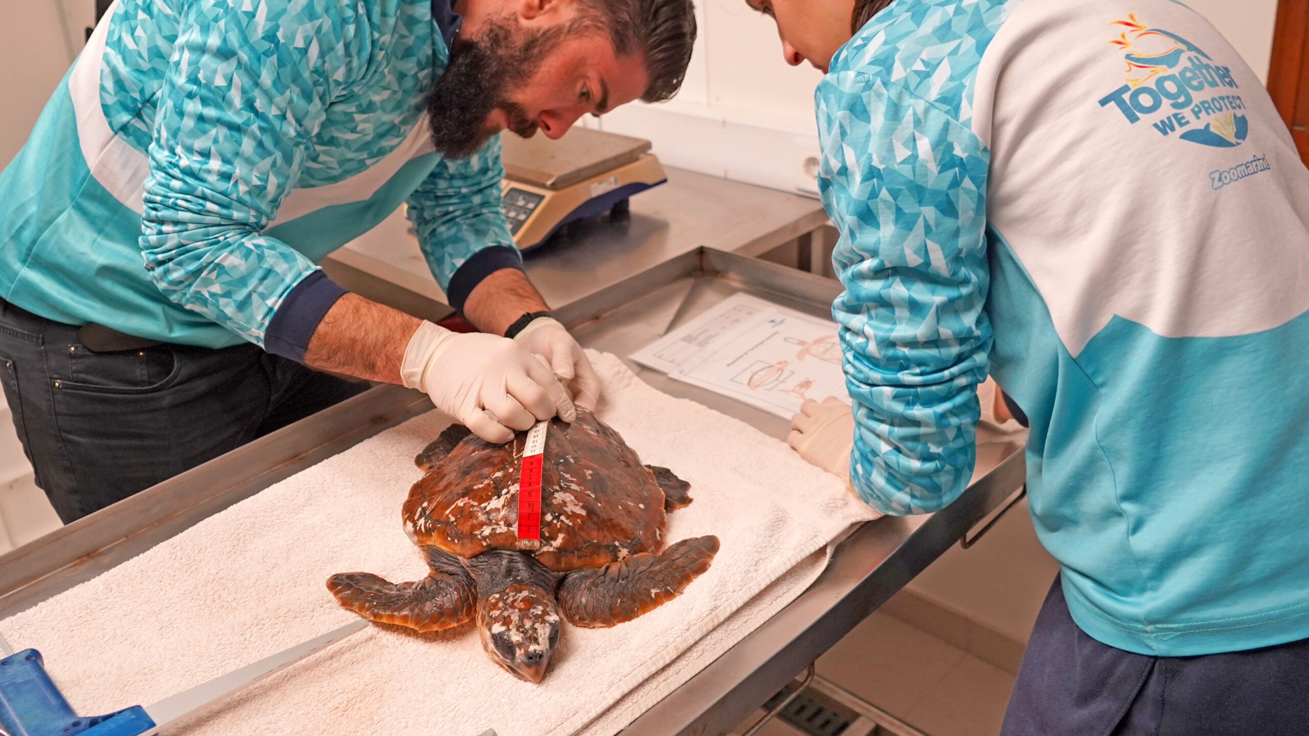 Turtle was found stranded on Praia da Mareta and is recovering at Zoomarine