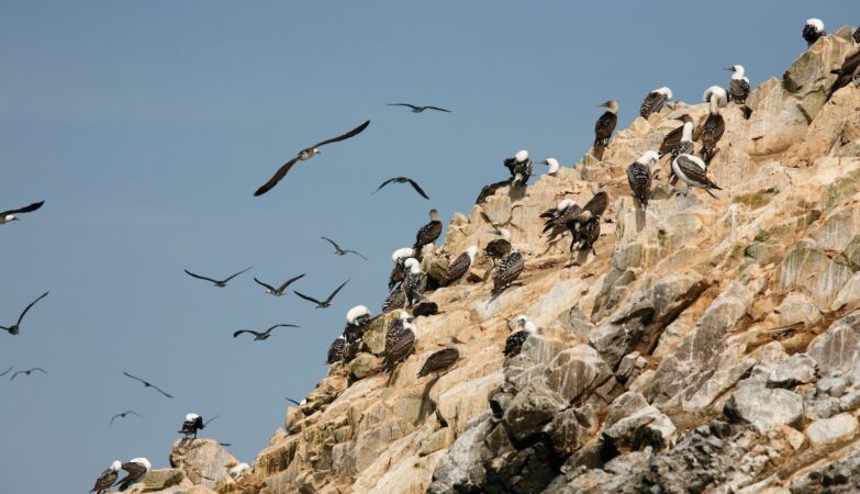 The magic of poop raised one of the most powerful kingdoms in Peru