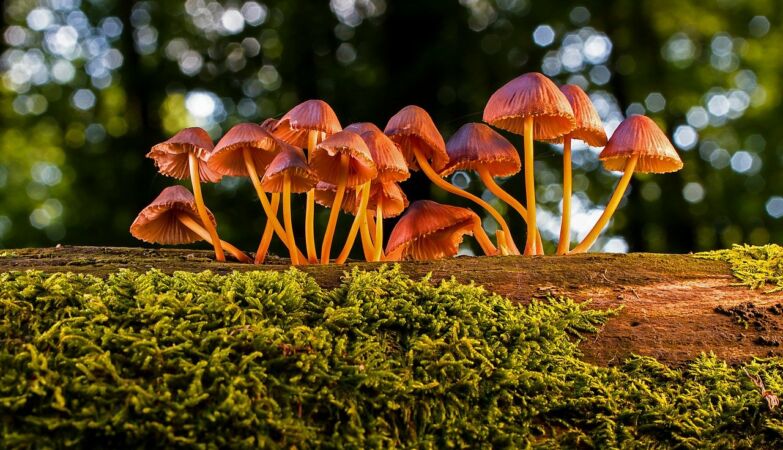 Magic mushroom ingredient passes important test