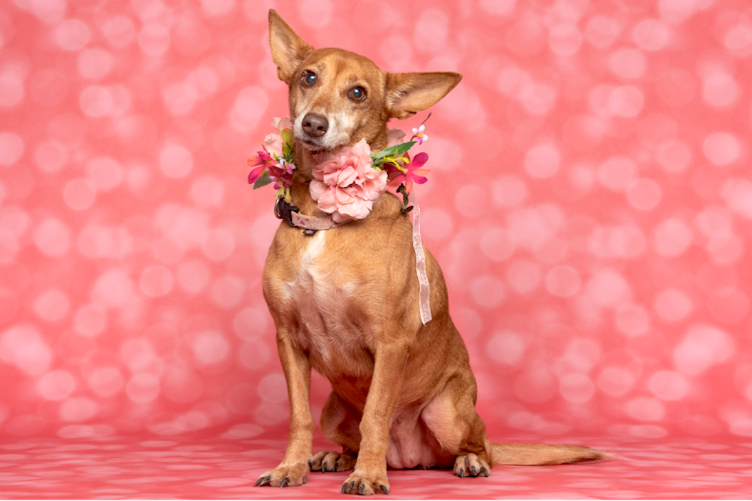 On Valentine's Day, AlgarveShopping invites you to find four-legged love