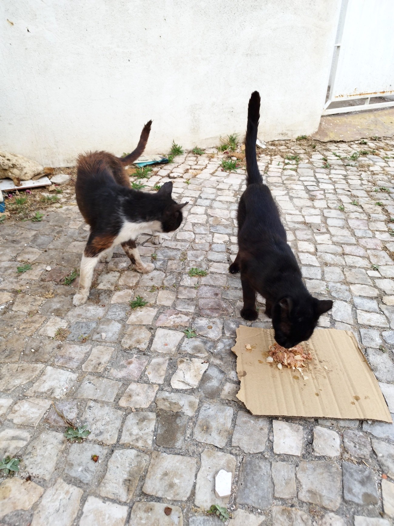 Albufeira resident searches for missing cats