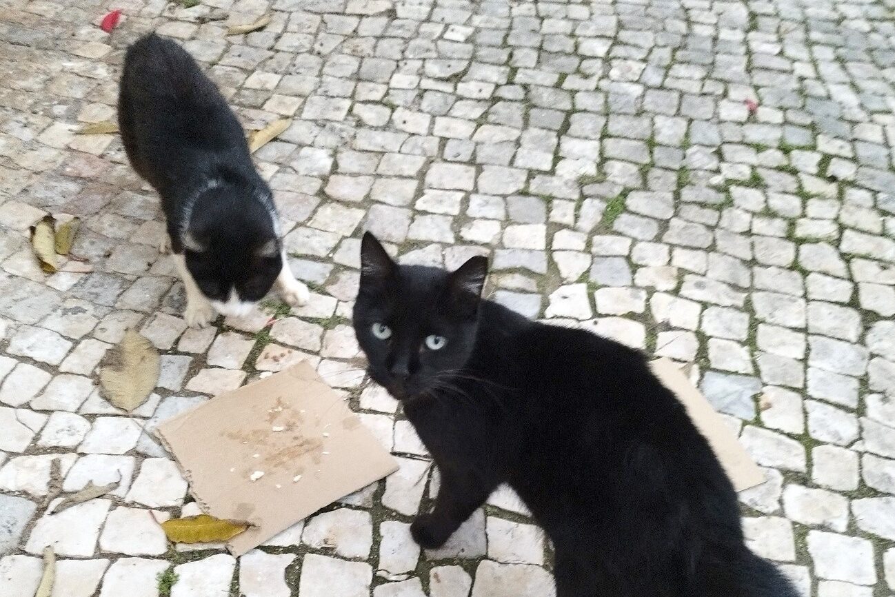 Albufeira resident searches for missing cats