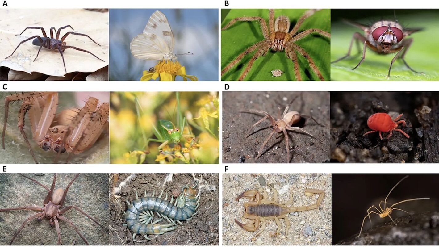 Psychologists have made people look at spiders. Here's what happened