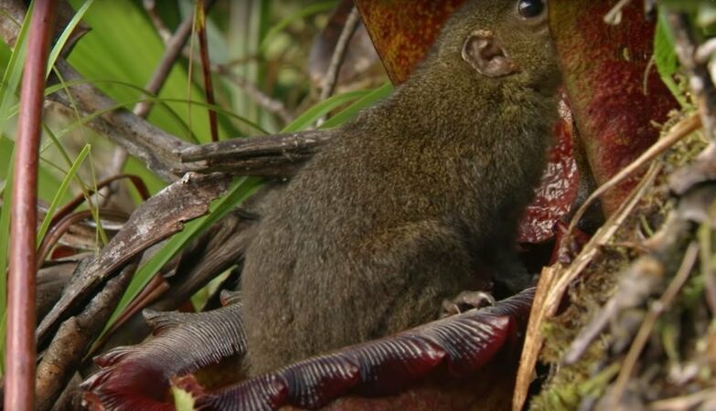 Pitcher plant from the island of Borneo is a natural toilet: it even offers a laxative