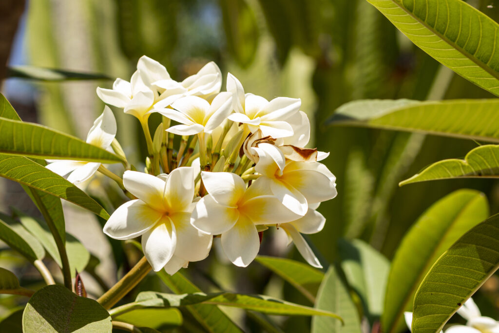 The flower that is worth 'gold': find out which is the most expensive flower in the world and how you can plant it in your garden