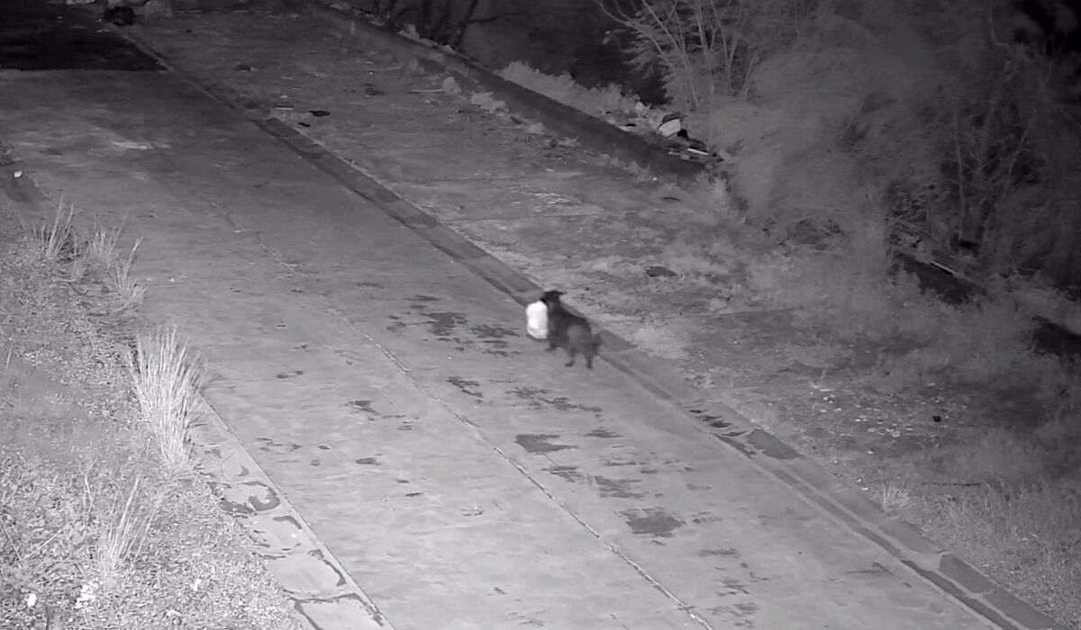 Sicilian trained the dog to illegally dump the trash