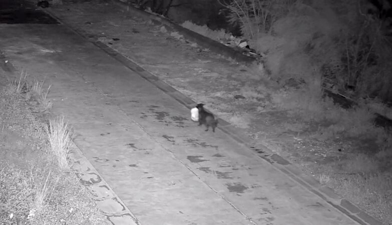 Sicilian trained the dog to illegally dump the trash