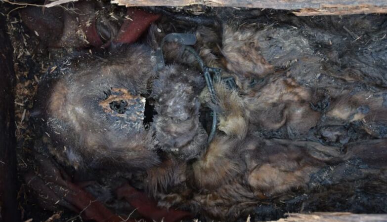 DNA study tells the story of the last shaman of Siberia, who defied an empire and time
