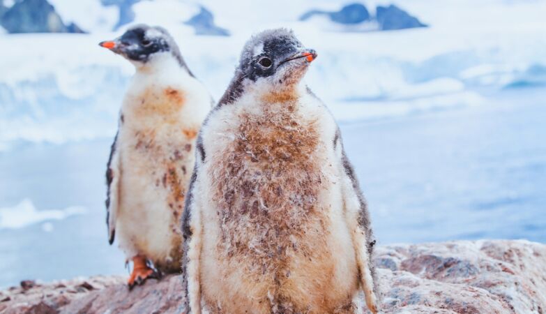 It will rain in Antarctica