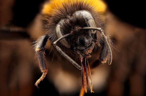 The 11 deadliest females on the planet