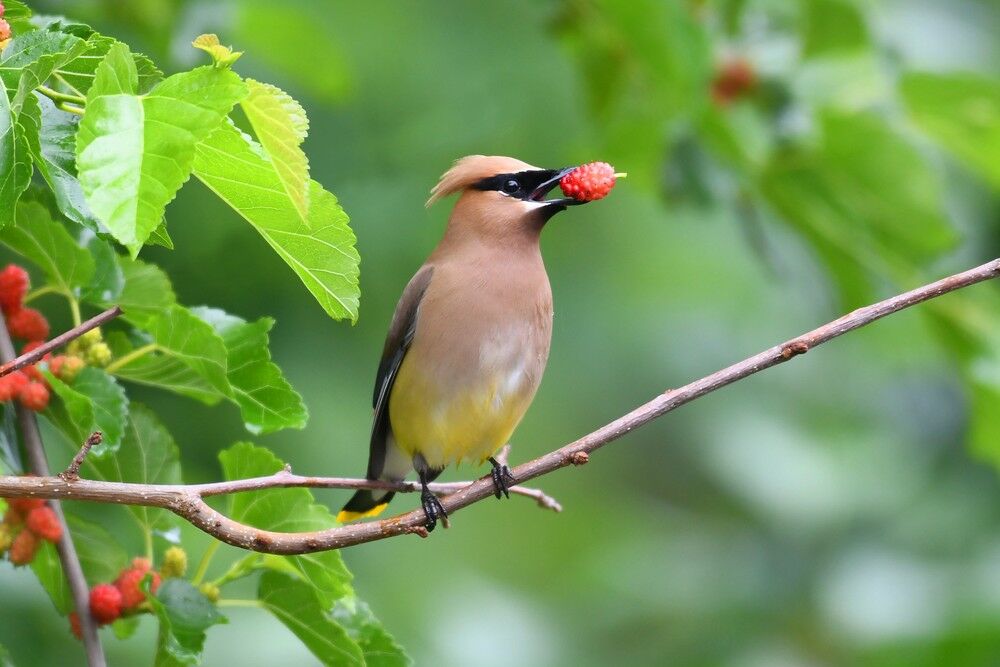 Birds that prefer rare fruits – and that's not a detail