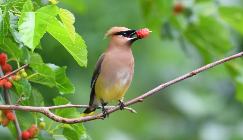 Birds that prefer rare fruits – and that's not a detail