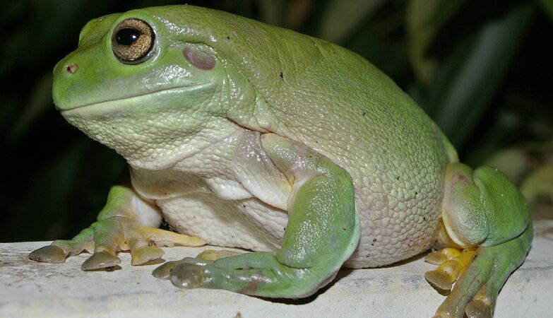 Frogs are getting sexier