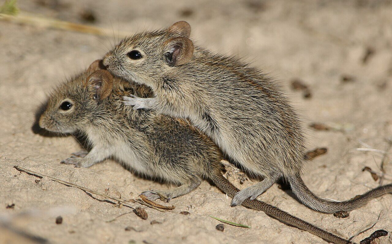 Biologists discover gene that can determine “good” and “bad” parents