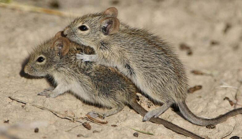 Biologists discover gene that can determine “good” and “bad” parents