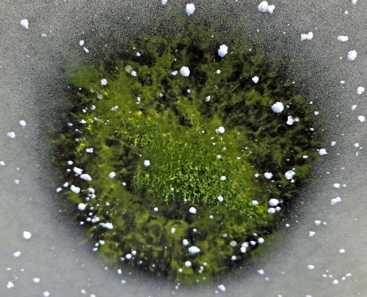 Toxic algae turned an icy lake emerald green