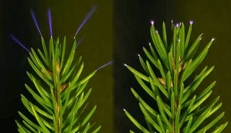Scientists capture first direct evidence of trees glowing during storms