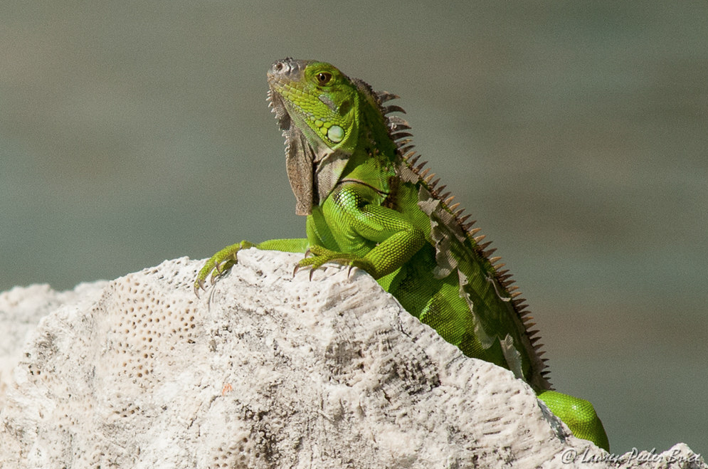 Frozen iguanas are falling from trees in Florida. The solution? Eat them in tacos