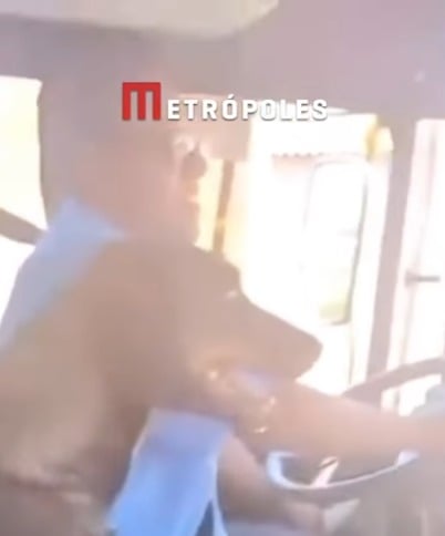 Valente: cachorro ganha “passe livre” e circula de ônibus por cidade do interior de SP