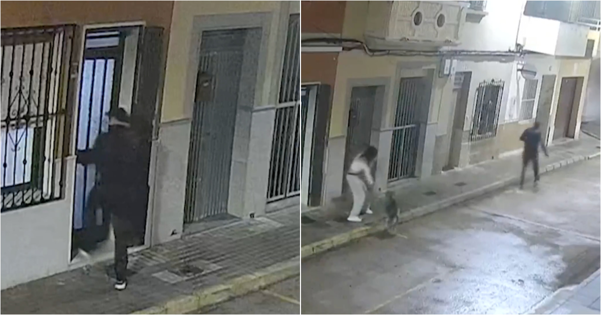 Hero dog bites attacker and saves owner from attempted kidnapping in Spain