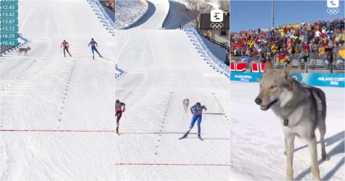 Wolfdog invades piste and accompanies skiers to the finish line at the Olympic Games