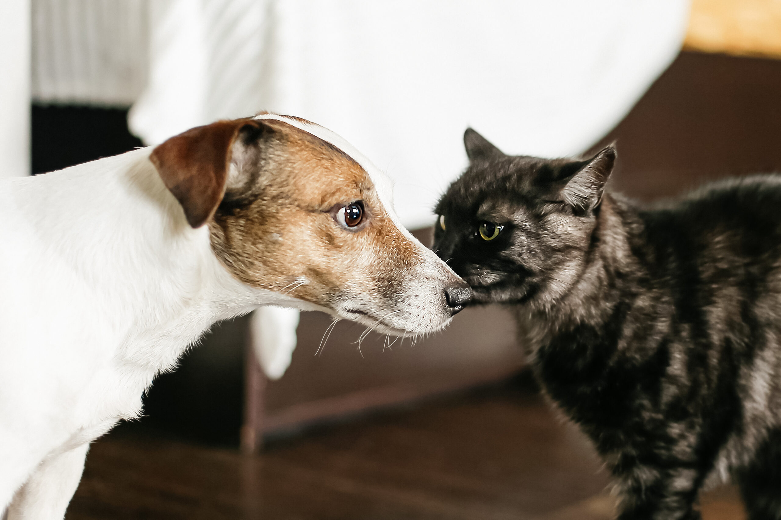 Dogs and cats may be spreading a 'silent invader' across Europe without their owners knowing