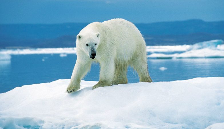 Arctic means “bear” and Antarctic means “opposite of bear”. No, they are not polar bears