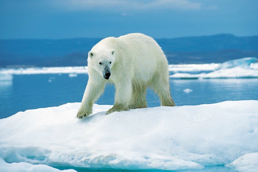 Arctic means “bear” and Antarctic means “opposite of bear”. No, they are not polar bears