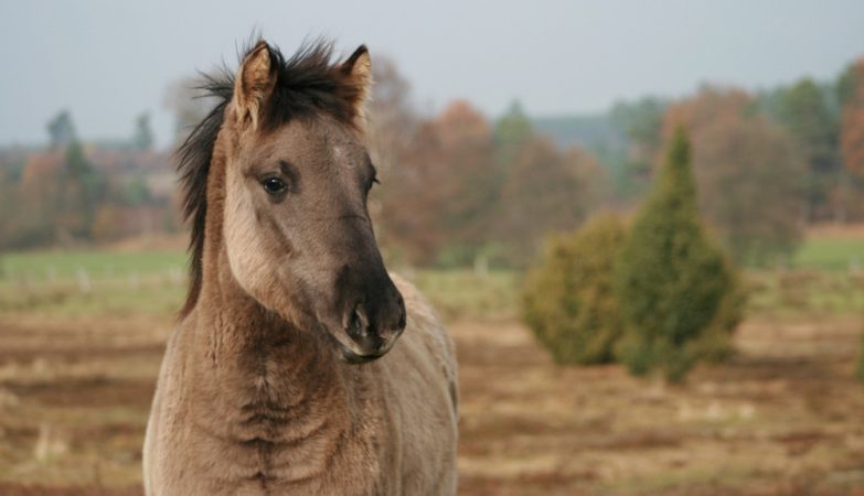 The secret of horses neighing is discovered: whistling and singing at the same time