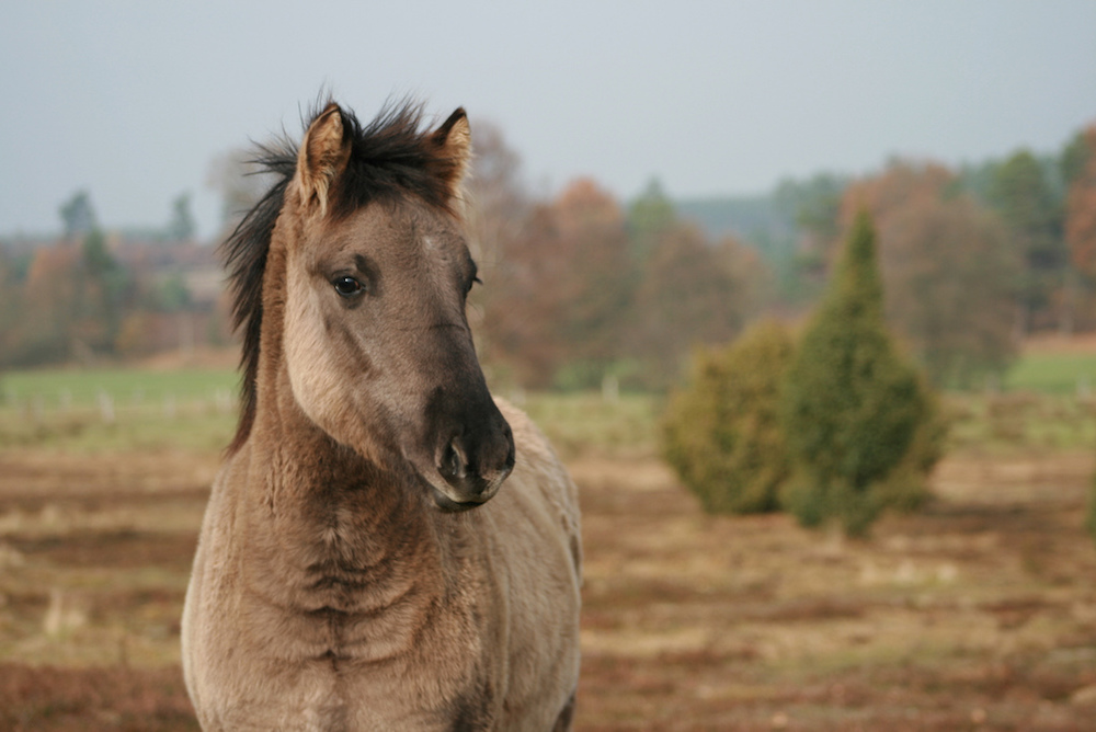 The secret of horses neighing is discovered: whistling and singing at the same time