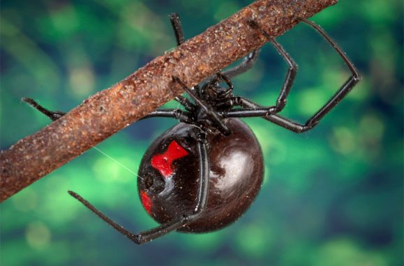 The 11 deadliest females on the planet