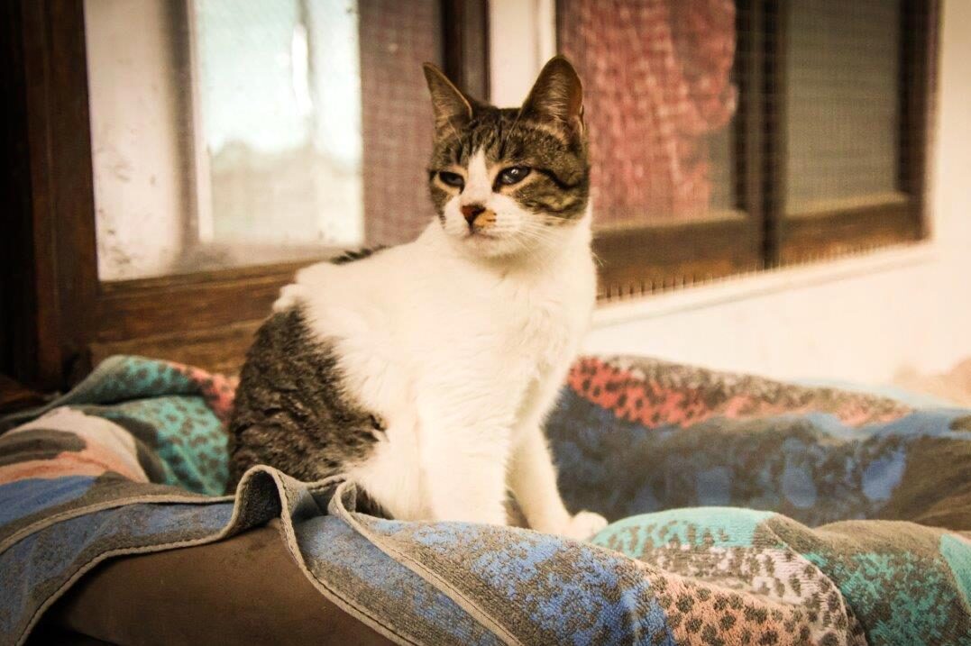 Animal welfare with new strategy in VRSA and Castro Marim