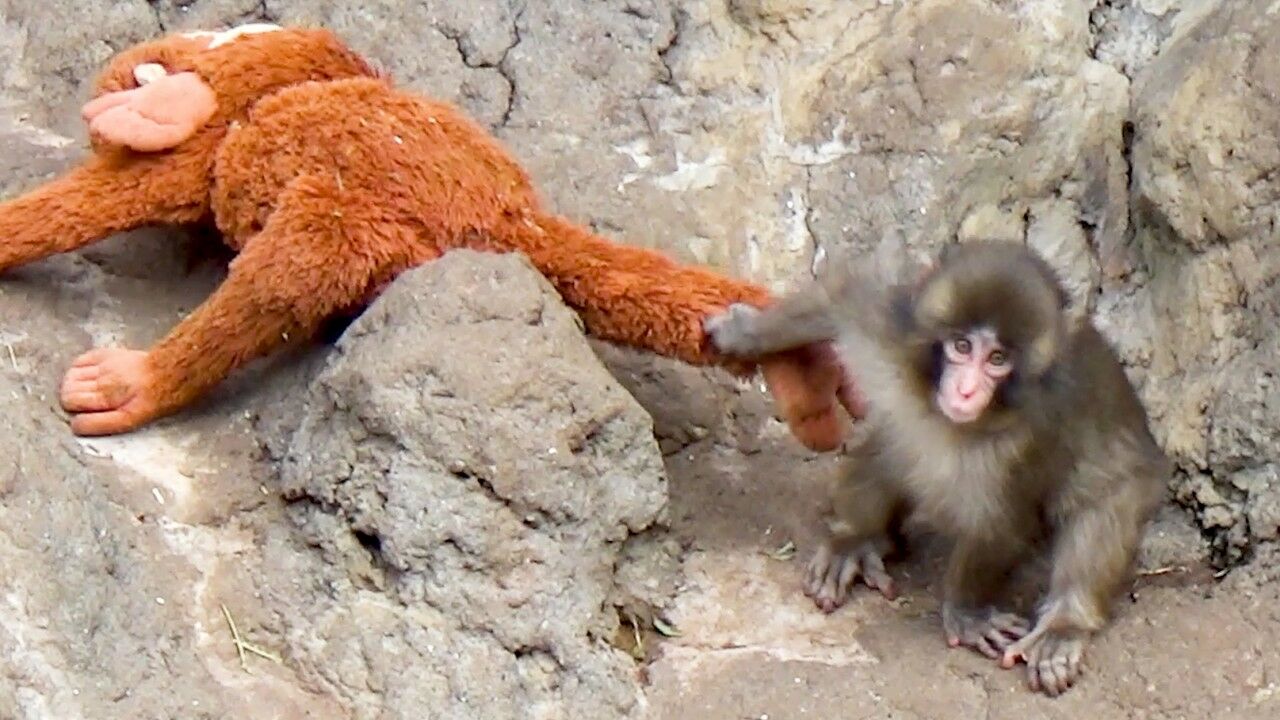 A rejected monkey and his stuffed animal. Cute Punch made everyone cry (but it's not bullying)