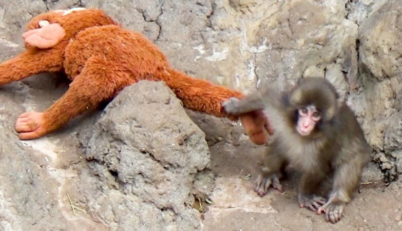 A rejected monkey and his stuffed animal. Cute Punch made everyone cry (but it's not bullying)