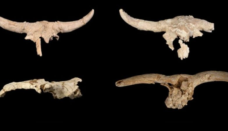 Neanderthals collected horned skulls in a cave. Why?