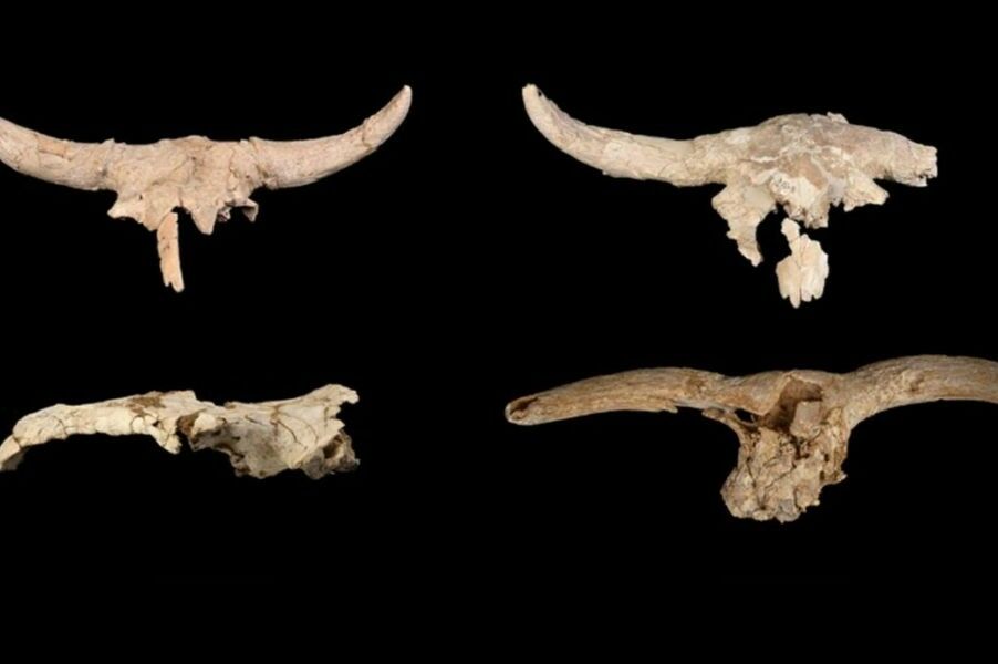 Neanderthals collected horned skulls in a cave. Why?